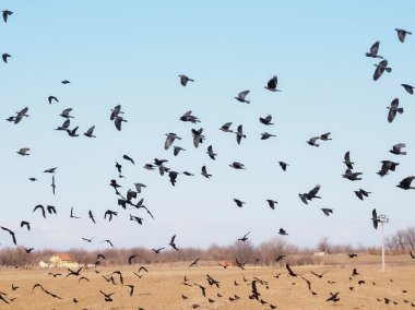 Mavi gökyüzündeki kuş sürüsü