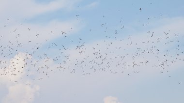 Kuşlar sürüsü kum martin yutar