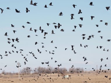 Mavi gökyüzündeki kuş sürüsü