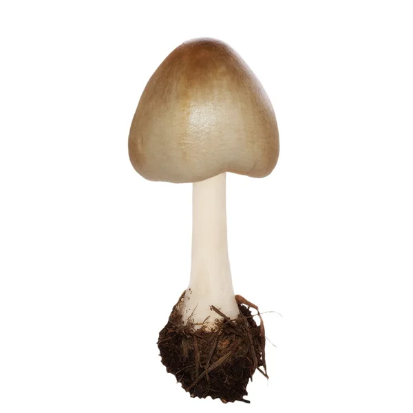 Cogumelo isolado em branco — Fotografia de Stock