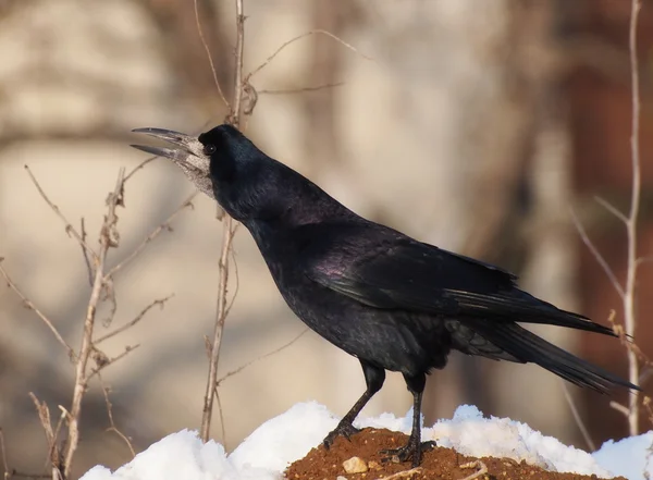 在白嘴鸦冬天的时候，乌鸦 frugilegus — 图库照片