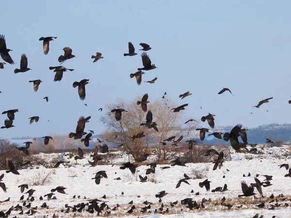 Bandada de aves de cerca, Torre y Jackdaw — Foto de Stock