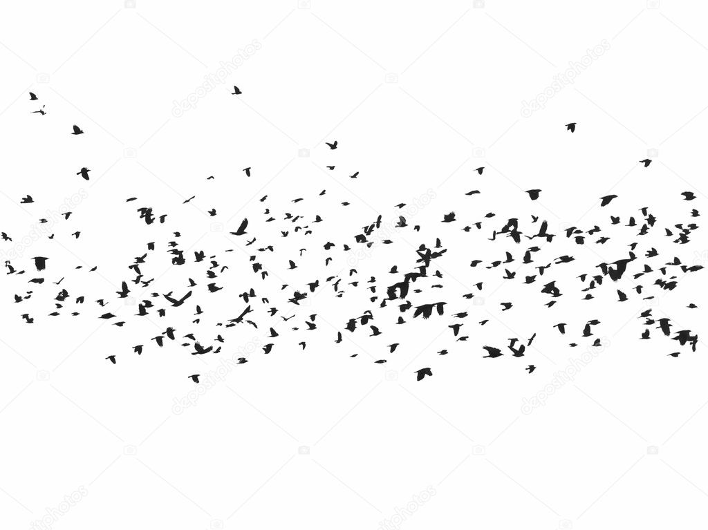 Flock of birds isolated on white background, Jackdaw and Crows