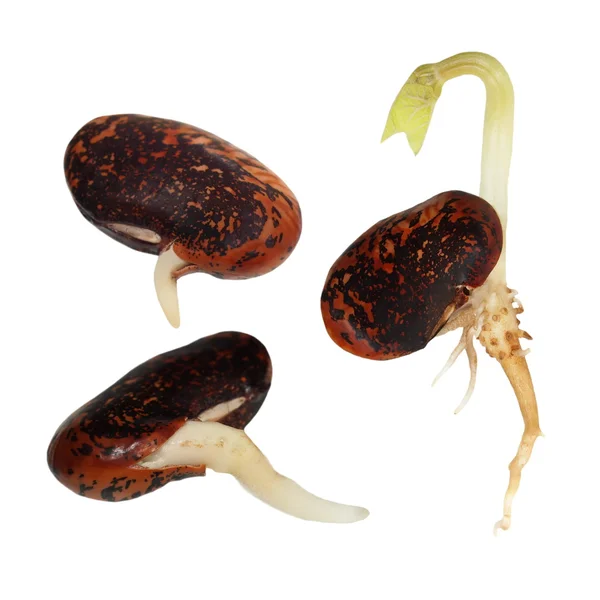 Macro germinating bean isolated on white background (set) — Stock Photo, Image