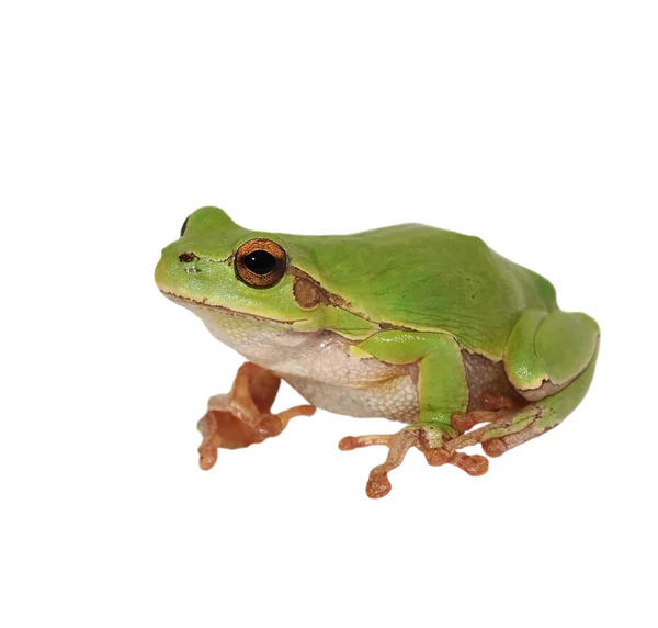 Sapo europeu isolado sobre fundo branco, Hyla arborea — Fotografia de Stock