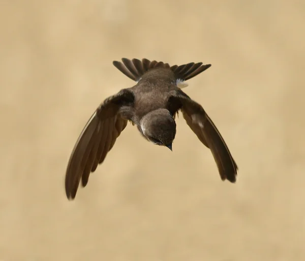 Sand Martin, swallow in flight, riparia riparia — Stock Photo, Image