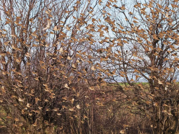 鳥の群れ、飛行中の雀、木の雀、通行人のモンタナス — ストック写真