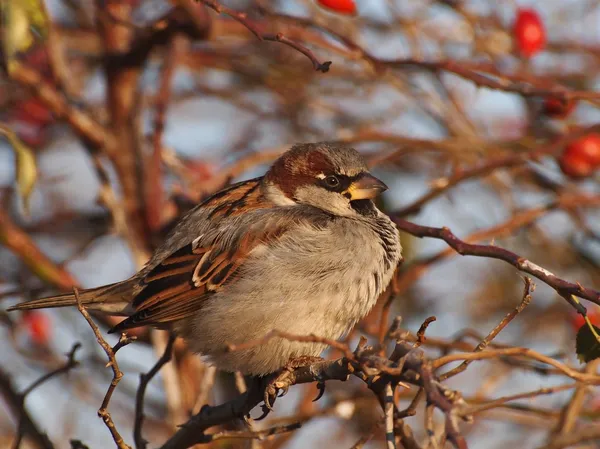 House Sparrow on branch, Passer domesticus — Stock Photo, Image