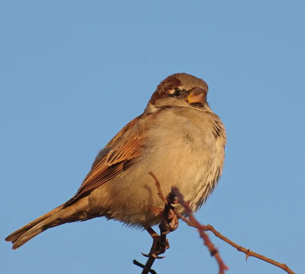 Gorrión de casa en rama, Passer domesticus — Foto de Stock