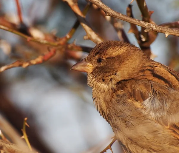 Σπίτι sparrow σε κλάδο, passer domesticus — Φωτογραφία Αρχείου