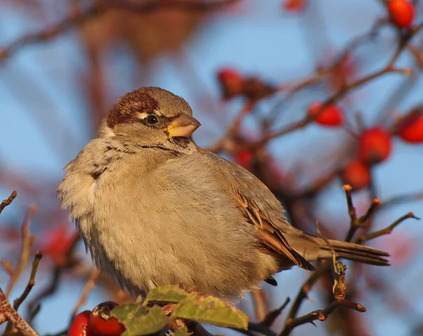 Σπίτι sparrow σε κλάδο, passer domesticus — Φωτογραφία Αρχείου