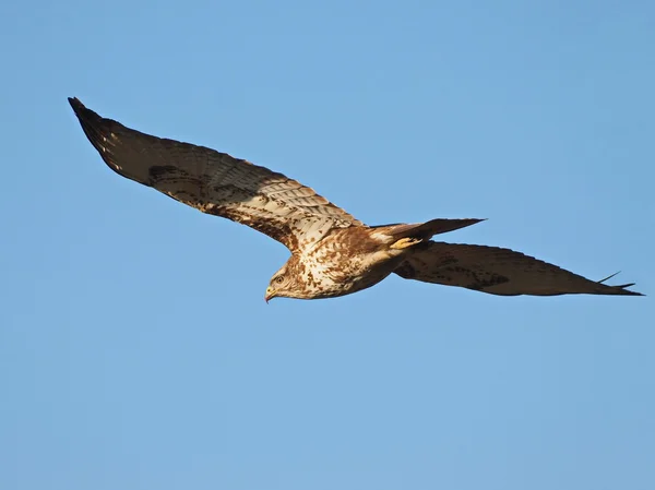 Myszołów w locie, buteo buteo — Zdjęcie stockowe