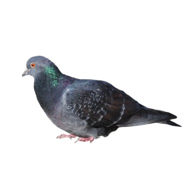 Grey pigeon isolated on white background