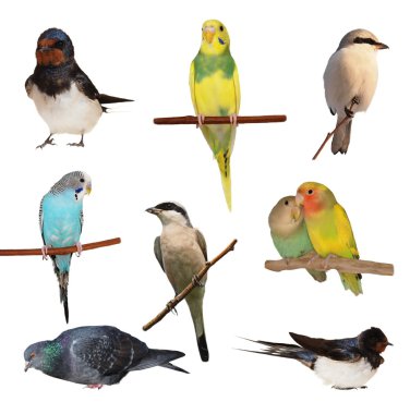 Set birds isolated on white background, texture clipart