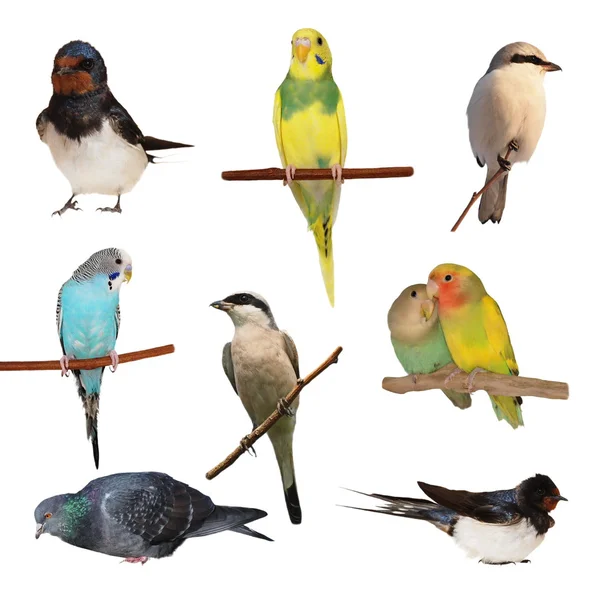 Set de aves aisladas sobre fondo blanco, textura —  Fotos de Stock