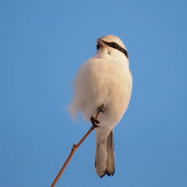 Northern Grey Shrike, Lanius excubitor — Stock Photo, Image