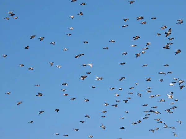 Bandada de aves sobre fondo azul del cielo, bandada de palomas volando —  Fotos de Stock