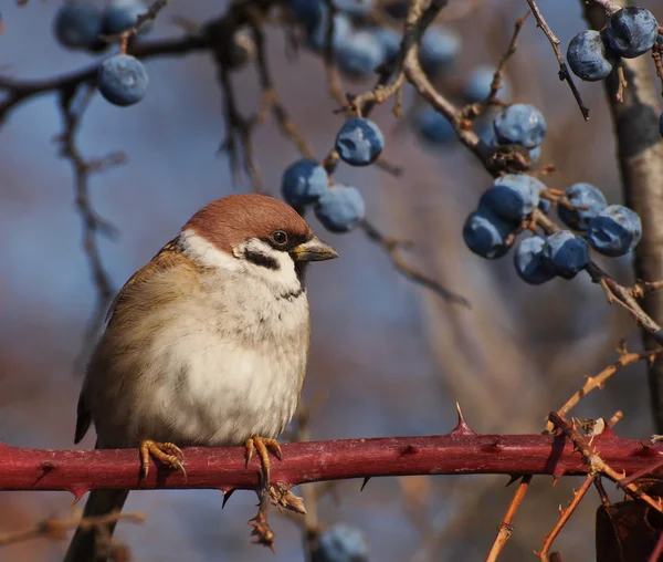 Tree Sparrow on branch, Passer montanus — Stock Photo, Image