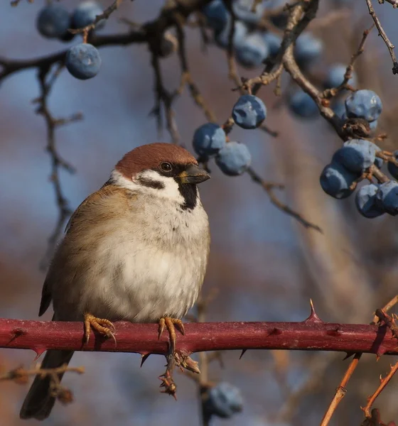 Pilfinken på gren, passer montanus — Stockfoto