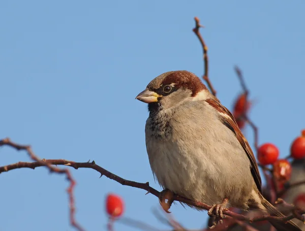 Vrabec na větvi, passer domesticus — Stock fotografie