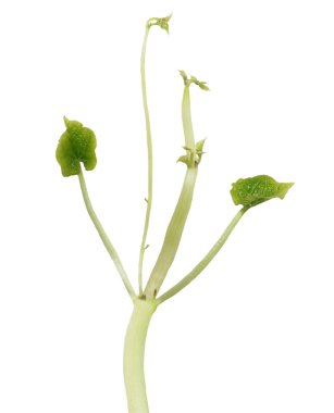 çimlenme izole kırpma yolu beyaz arka plan üzerinde fasulye