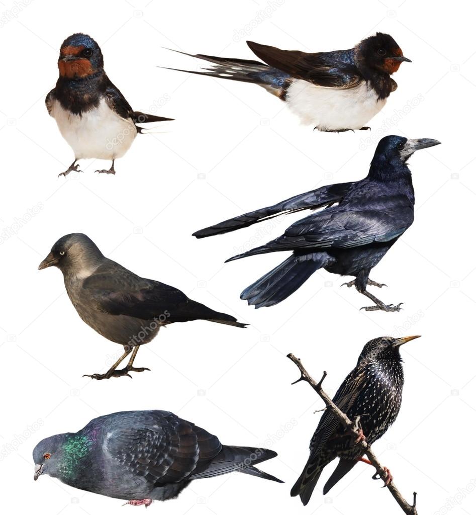 Set birds isolated on white background, Jackdaw, Barn Swallow, Rook, Starling, Pigeon