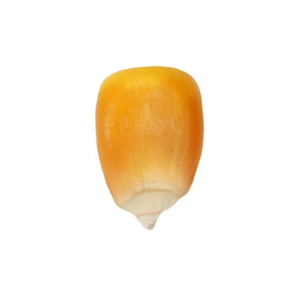 Macro milho isolado sobre fundo branco — Fotografia de Stock
