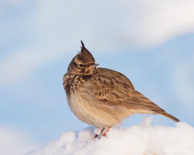 Crested Lark in winter time, Galerida cristata clipart