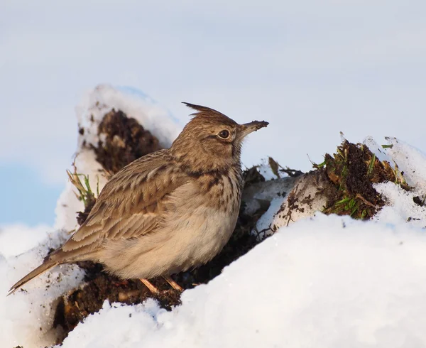 Crested Lärka på vintern, galerida cristata — Stockfoto