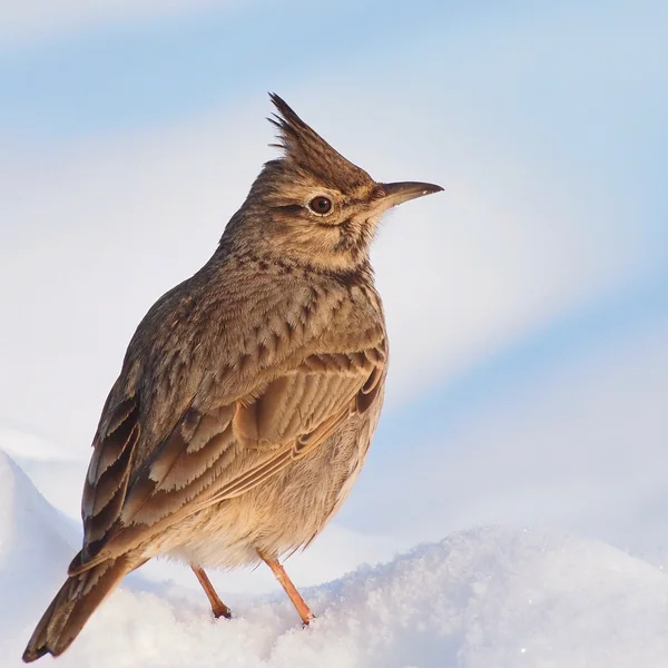 Haubenlerche auf Schnee, galerida cristata — Stockfoto