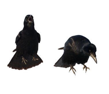 Cadılar bayramında, beyaz arka plan corvus frugilegus üzerinde izole Kalesi