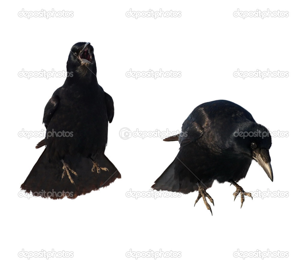 Rook for halloween, isolated on white background Corvus frugilegus