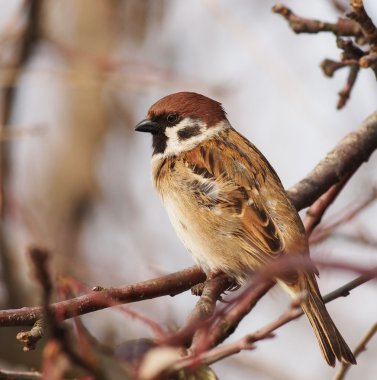 Şube, ağaç serçesi, passer montanus serçe