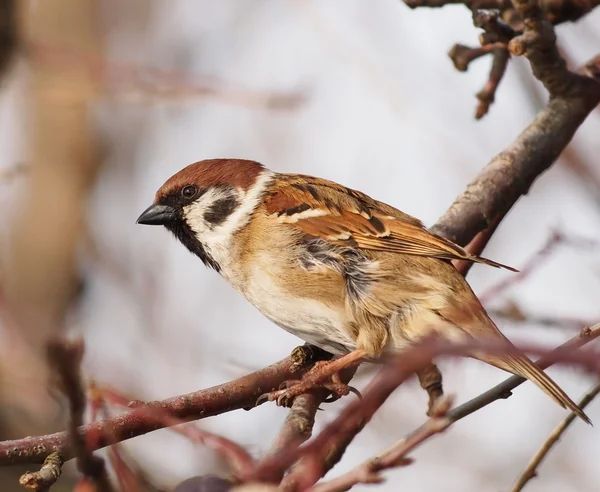 Mus op tak, boom sparrow, passer montanus — Stockfoto