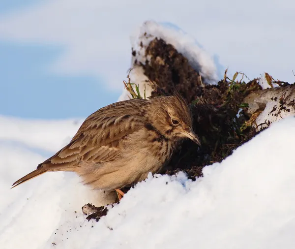 Crested Lärka på vintern, galerida cristata — Stockfoto