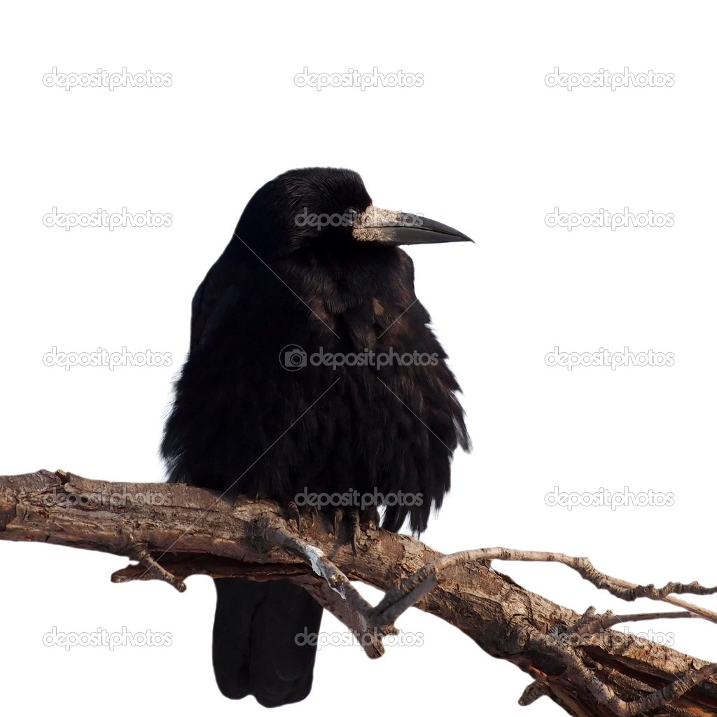 Rook for halloween, isolated on white background Corvus frugilegus