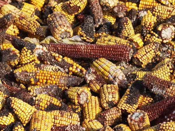 Fondo de maíz mohoso, Aflatoxina - Aspergillus flavus y Aspergillus parasiticus — Foto de Stock