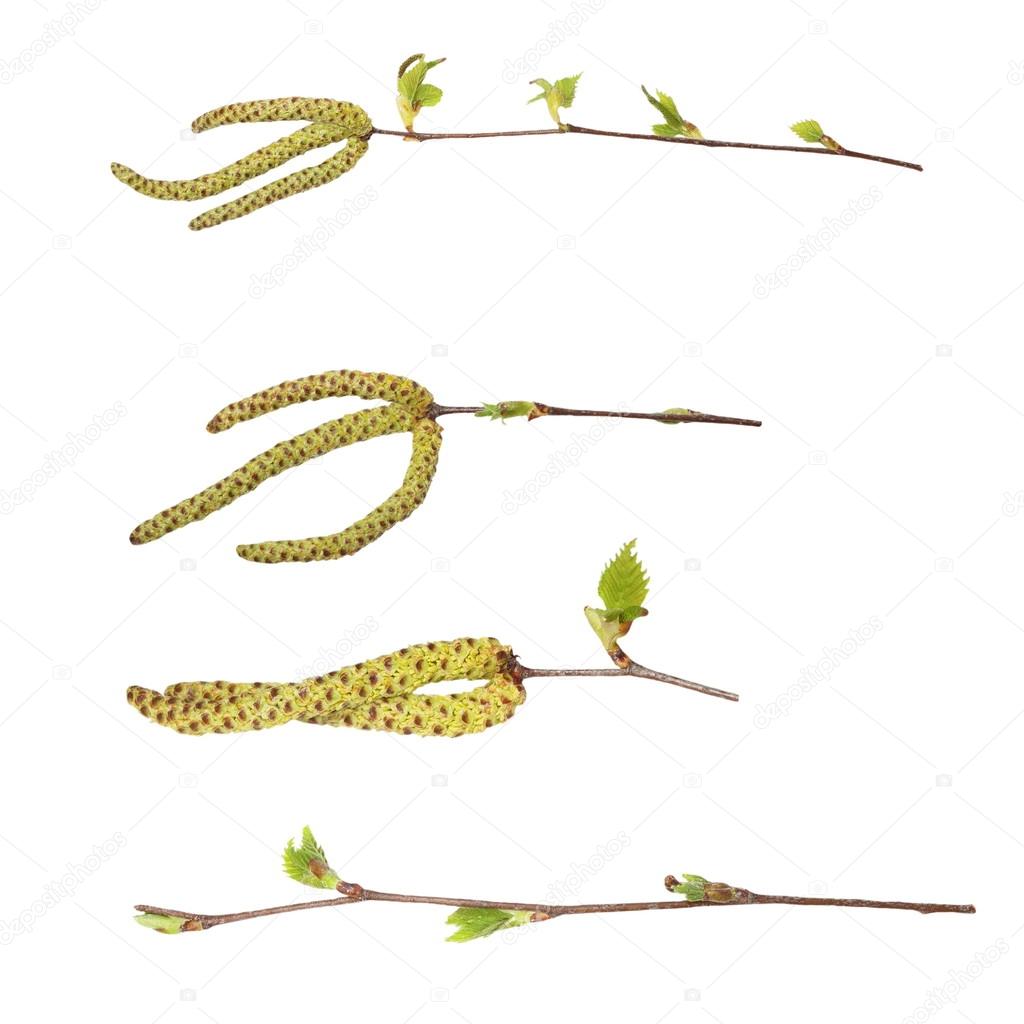 Set spring birch buds isolated on white, with clipping path