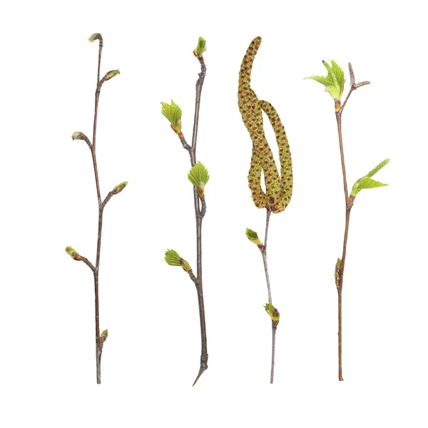 Set spring birch buds isolated on white, with clipping path — Stock Photo, Image