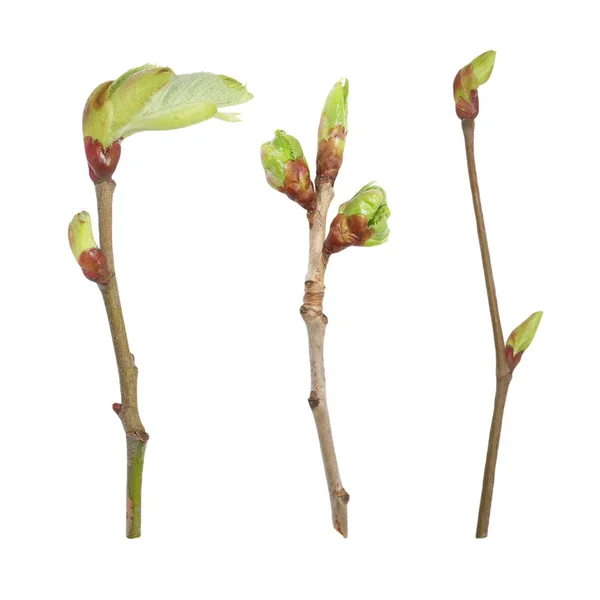 Zestaw wiosna gałęzi lipy na białym tle biały, ze ścieżką przycinającą — Zdjęcie stockowe