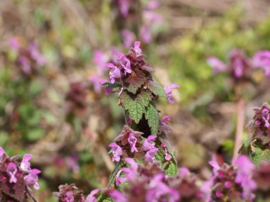 çiçekli ölü ısırgan çayır, lamium purpureum üzerinde