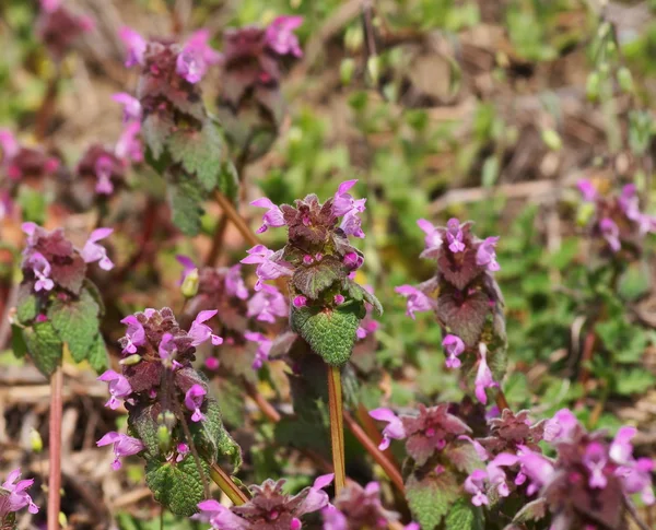Kwitnienia martwy pokrzywy na łące, Jasnota purpurowa — Zdjęcie stockowe