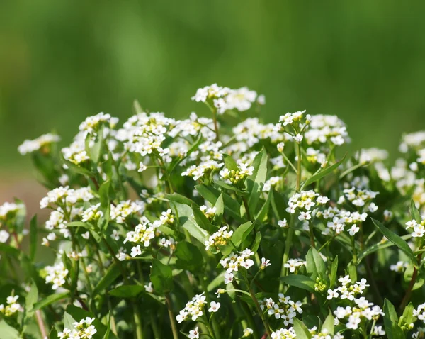 Kleine mooie witte bloemen op weide — Stockfoto