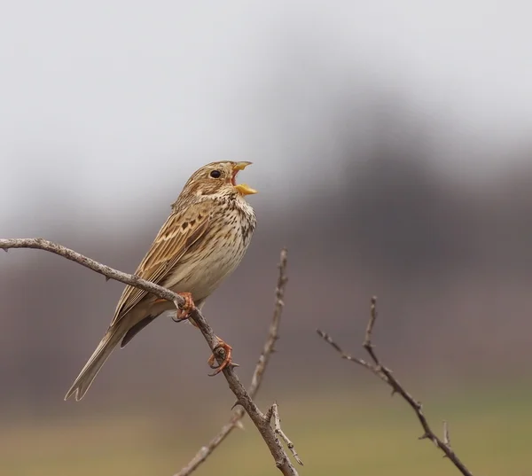 Milho Bunting cantar na primavera, Miliaria Calandra — Fotografia de Stock