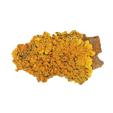Beyaz arka plan, xanthoria parietina, ortak turuncu liken izole ceviz kabuğu üzerinde liken