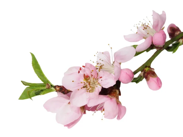 Flores de primavera aisladas en blanco, con camino de recorte —  Fotos de Stock