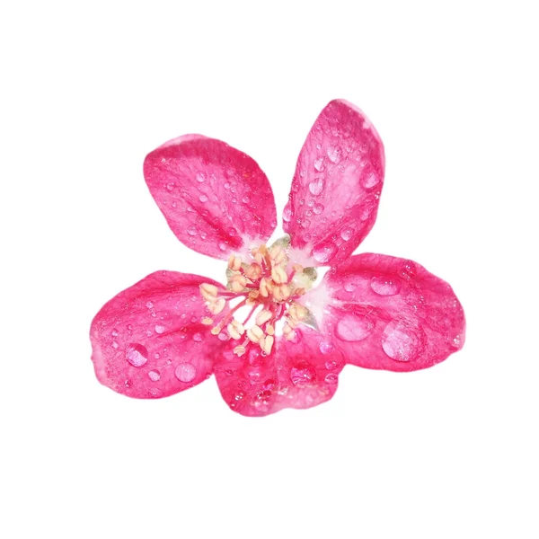 Flor de manzana roja con gotas de agua, aislada en blanco, (con camino de recorte ) — Foto de Stock