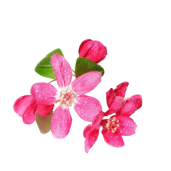 Flor de manzana roja con gotas de agua, aislada en blanco, con camino de recorte — Foto de Stock