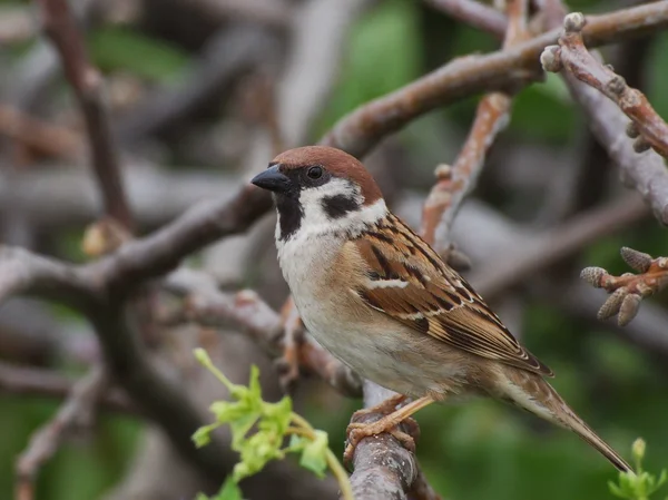 Sparrow na jaře, tree sparrow, passer montanus — Stock fotografie