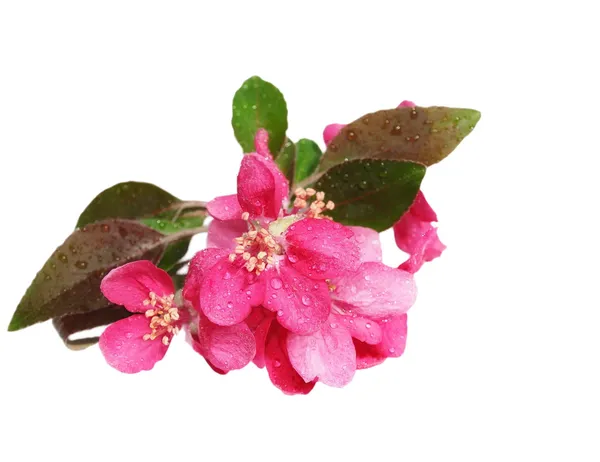 Flor de manzana roja con gotas de agua, aislada en blanco — Foto de Stock